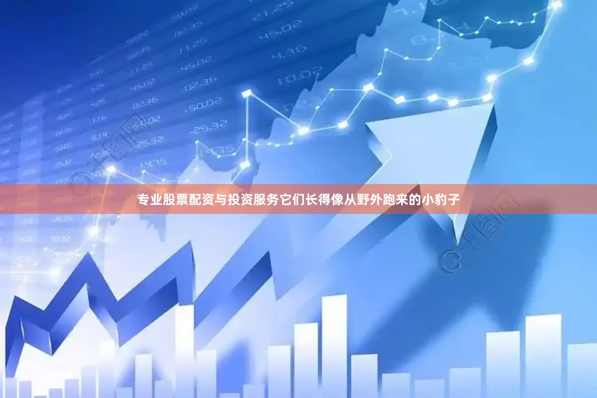 专业股票配资与投资服务它们长得像从野外跑来的小豹子
