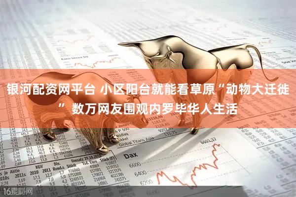 银河配资网平台 小区阳台就能看草原“动物大迁徙” 数万网友围观内罗毕华人生活
